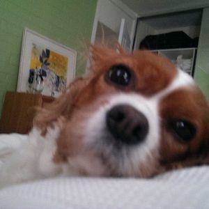 Meet your Posher, Heidi